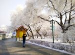 哈尔滨松花江畔雾凇美景