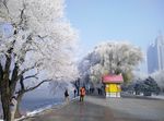 哈尔滨松花江畔雾凇风景