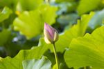 圆明园荷花