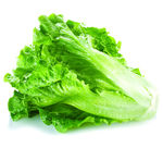 生菜