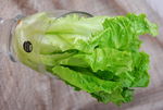 生菜