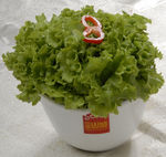 生菜
