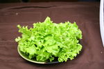 生菜