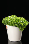 生菜