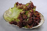 生菜