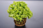 生菜