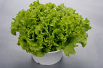 生菜