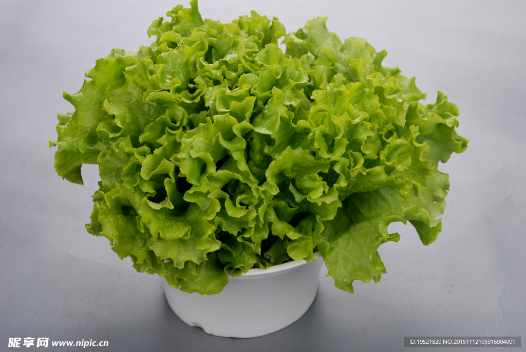 生菜