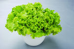 生菜