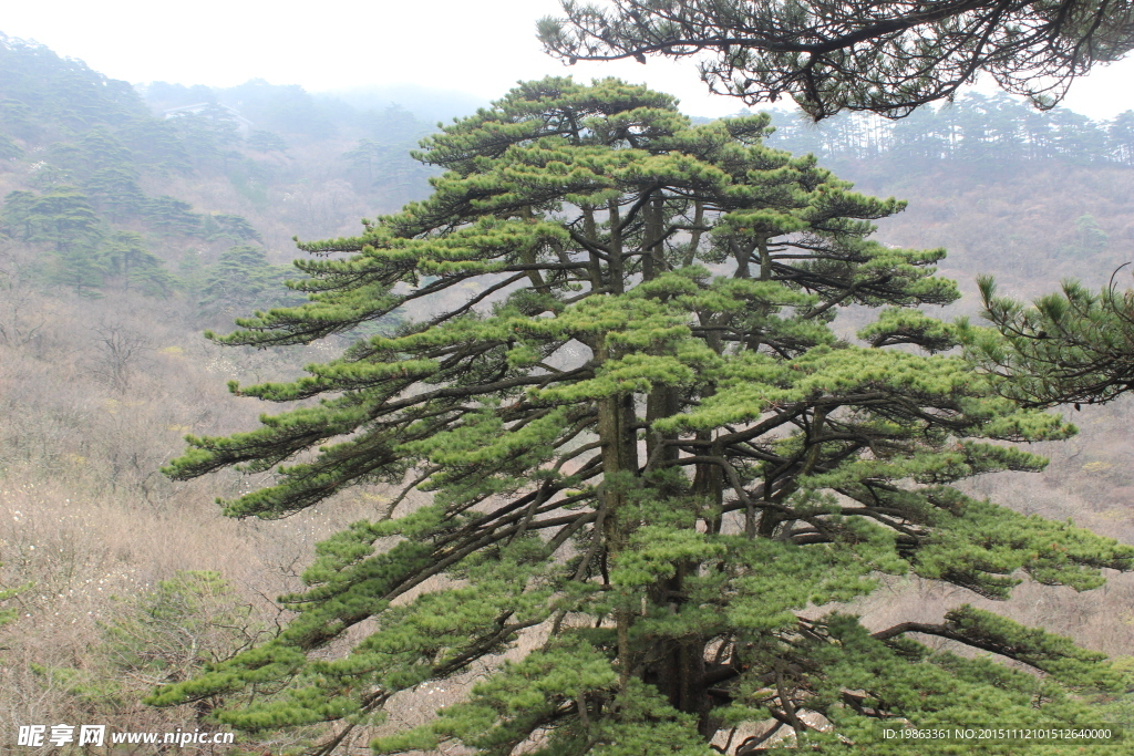 黄山松树