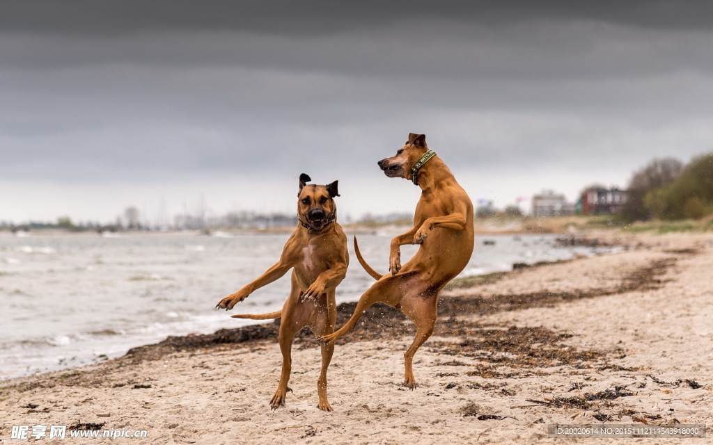 犬跳