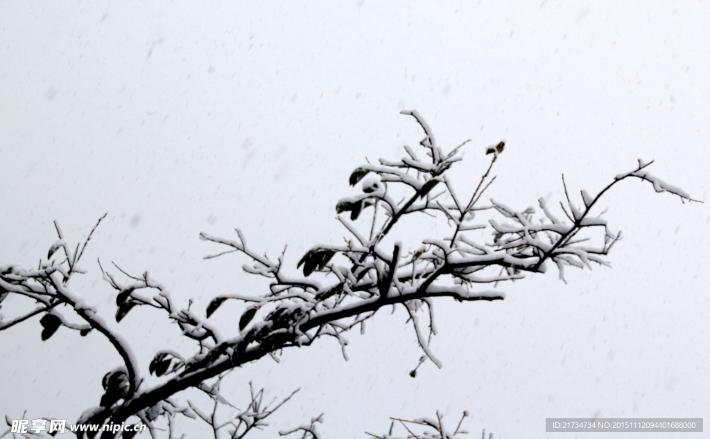 雪下树枝