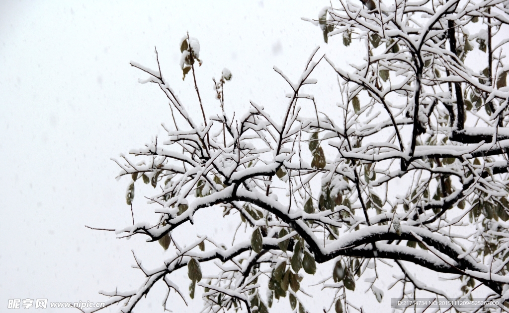 树枝上的雪