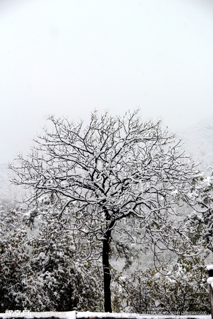雪后一棵树