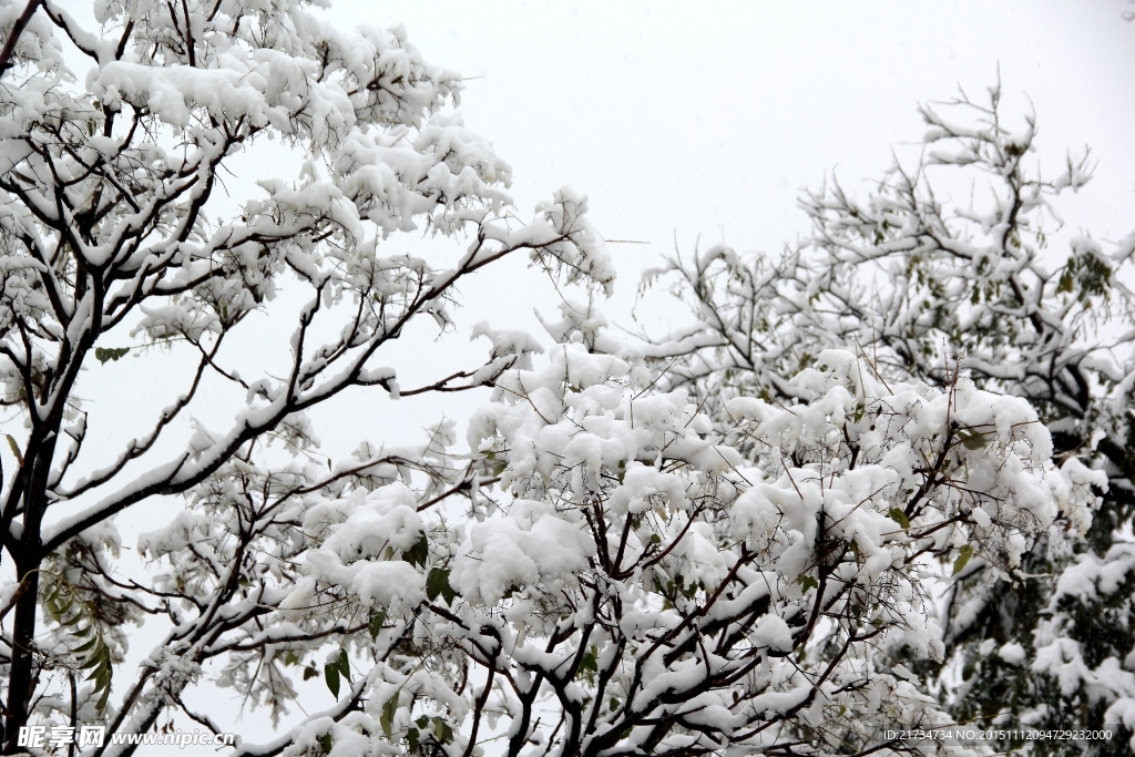 树上的雪