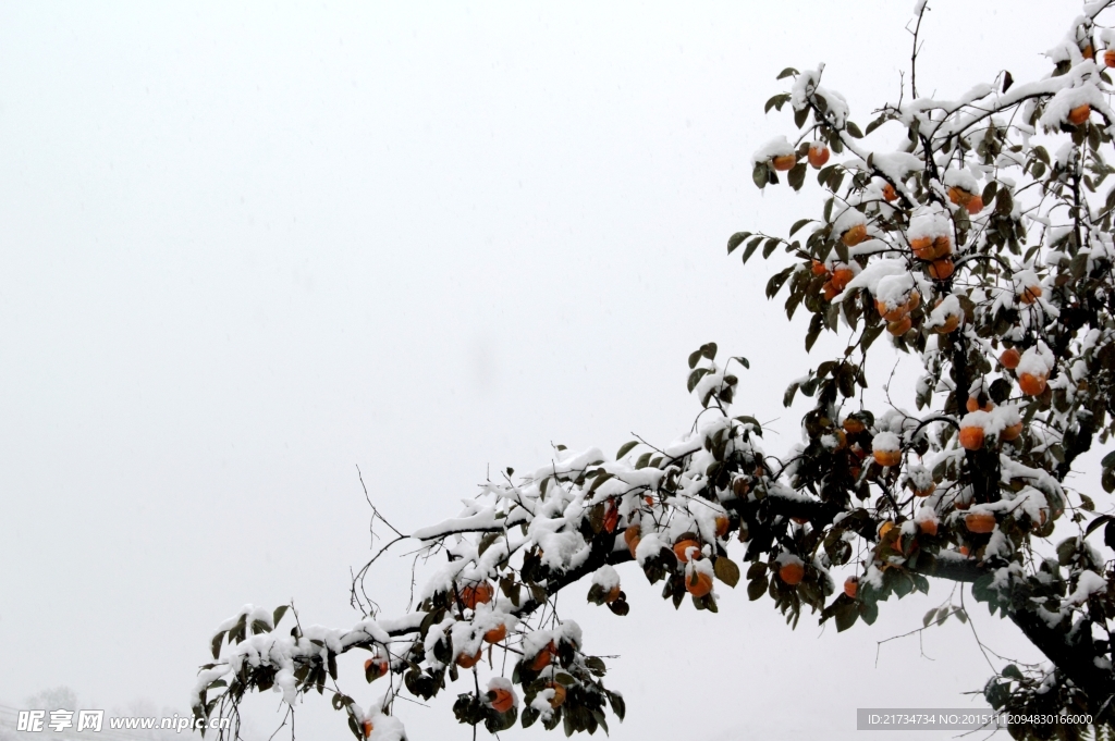 大雪压弯的柿树