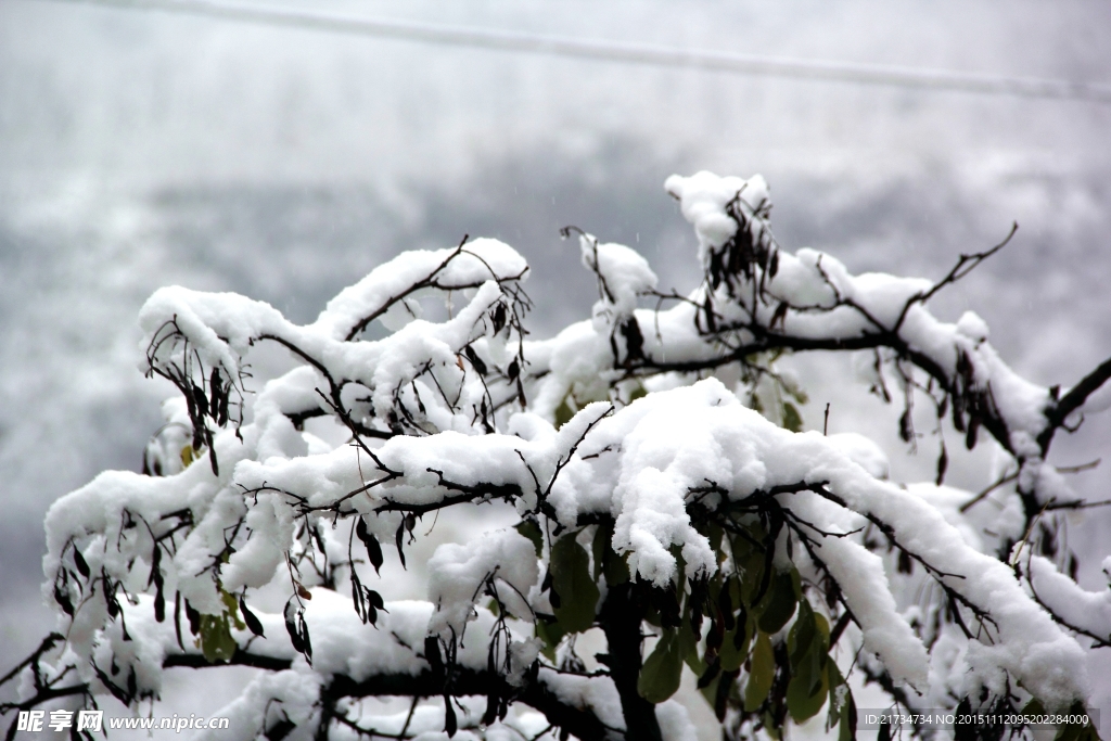 树上的雪