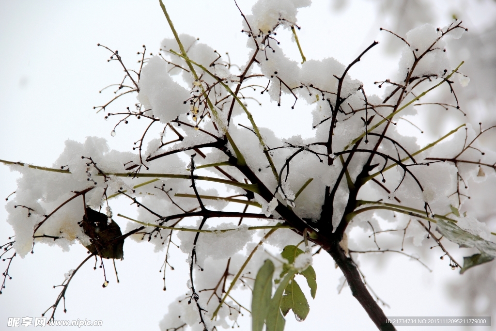 树稍上的积雪