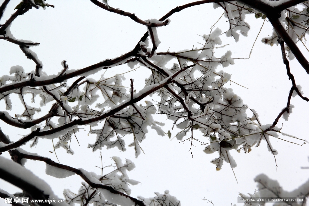 树上的雪