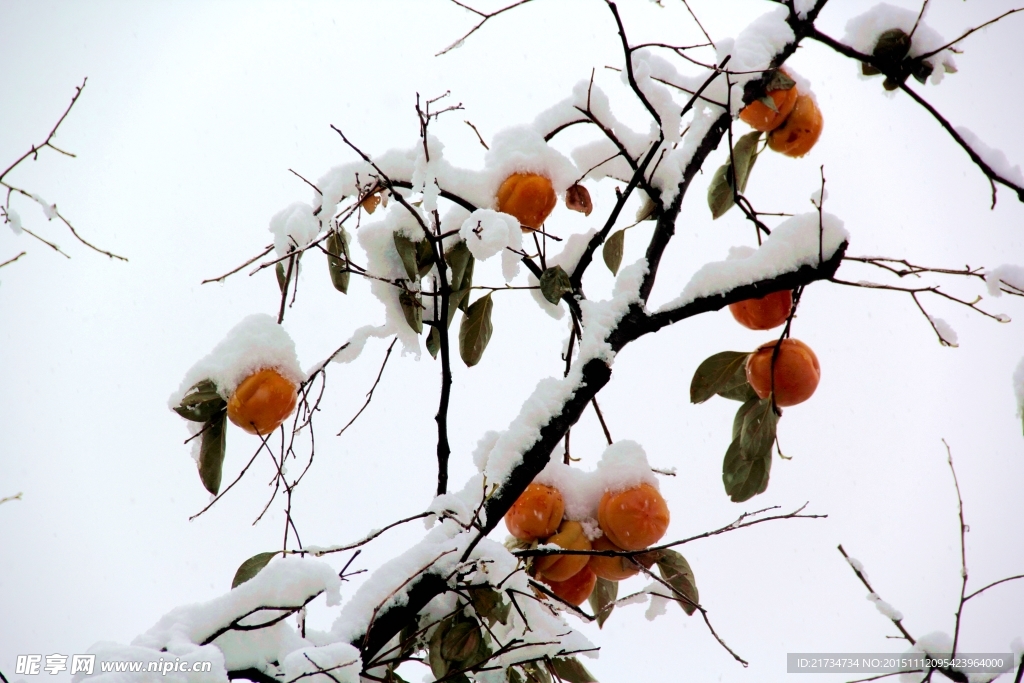 红柿戴白雪