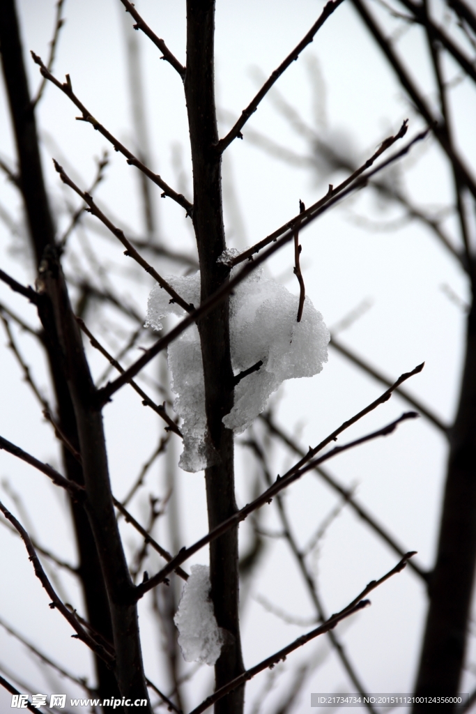 鱼骨树枝上的雪