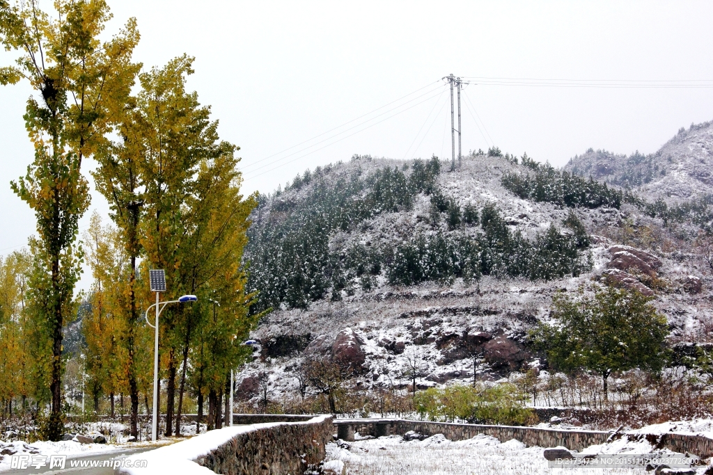 雪山杨树