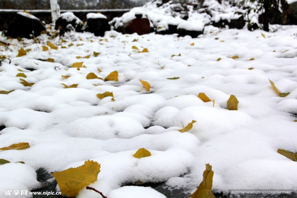 雪地里的落叶