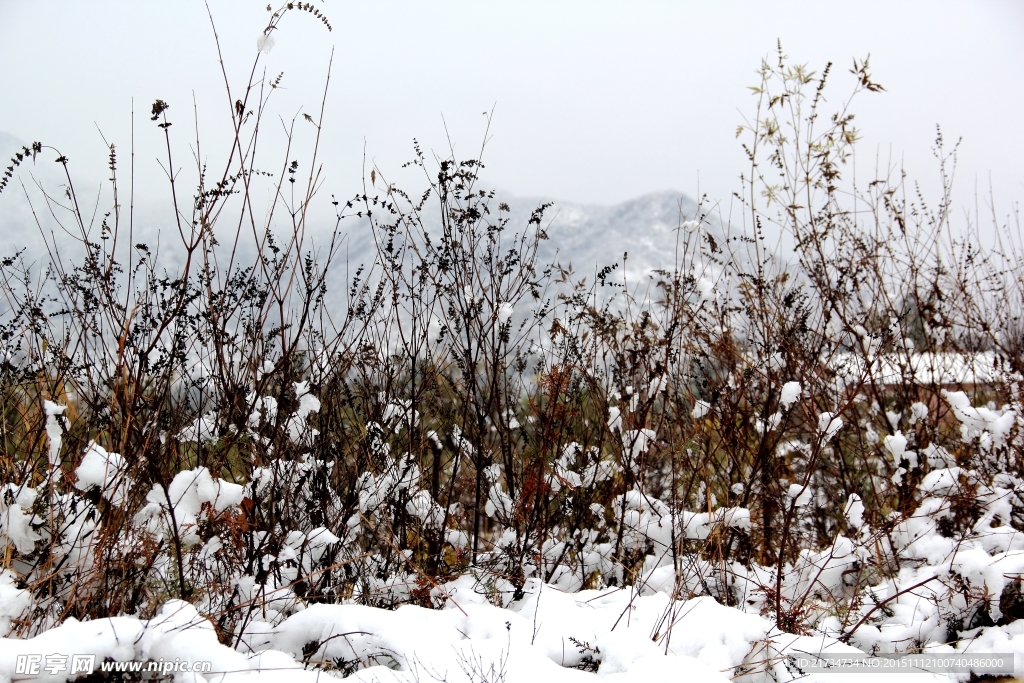 大雪下的枯草