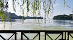 杨柳    湿地公园