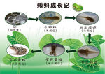 蝌蚪成长记