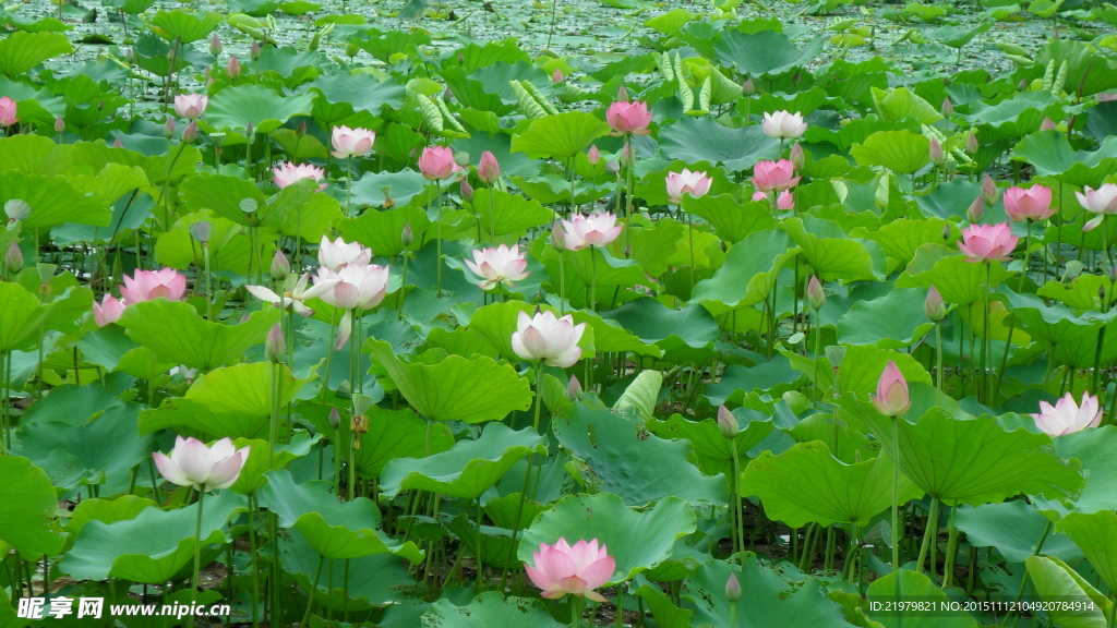 荷花