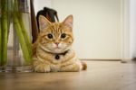 猫咪