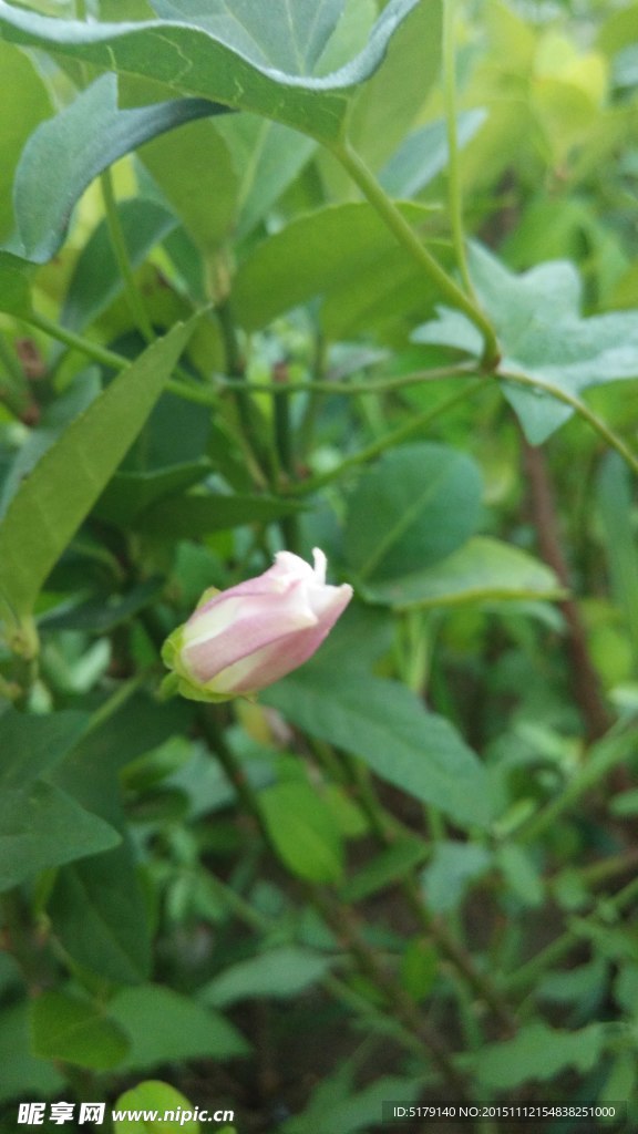 花苞