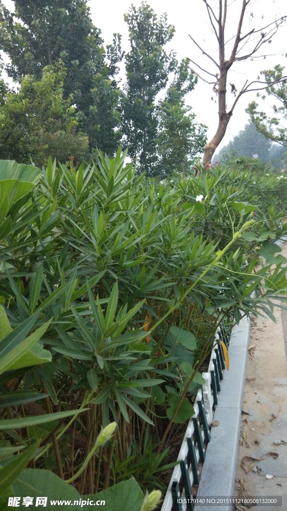 夹竹桃