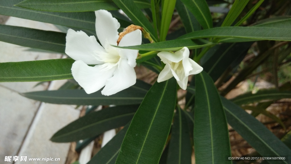 夹竹桃