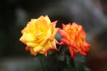 月季花
