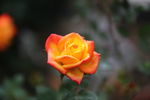 月季花