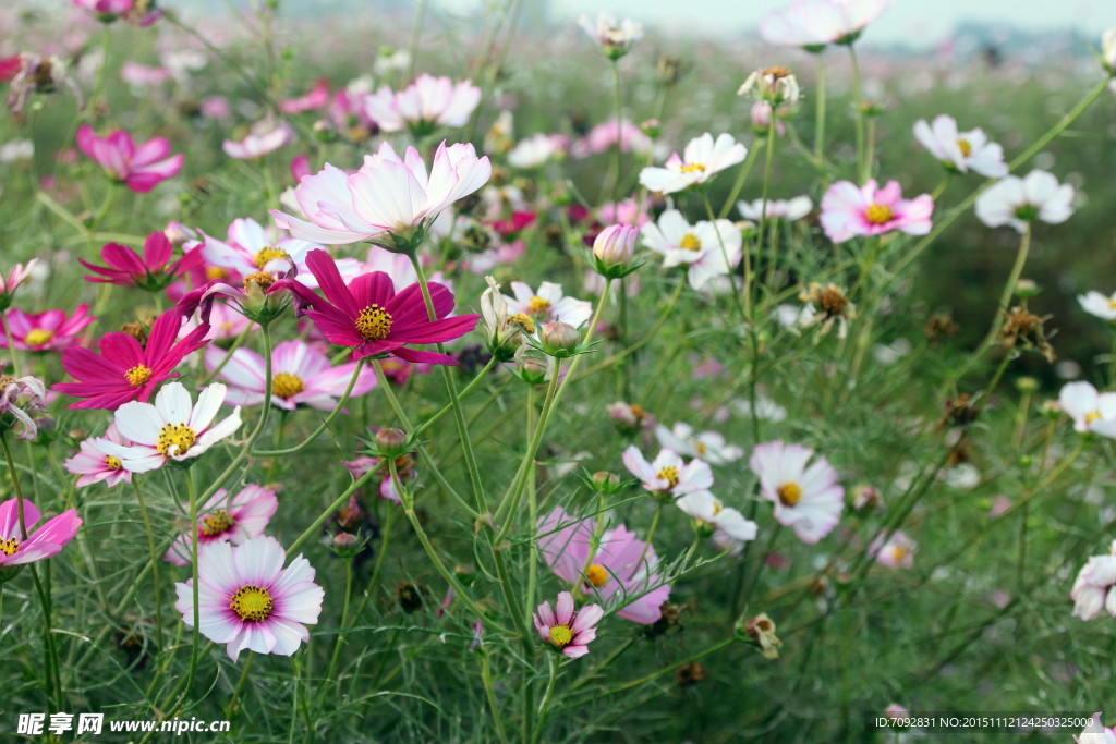 格桑花