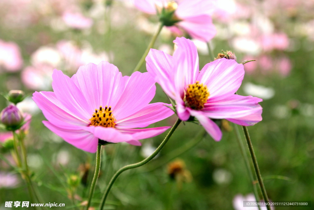 格桑花