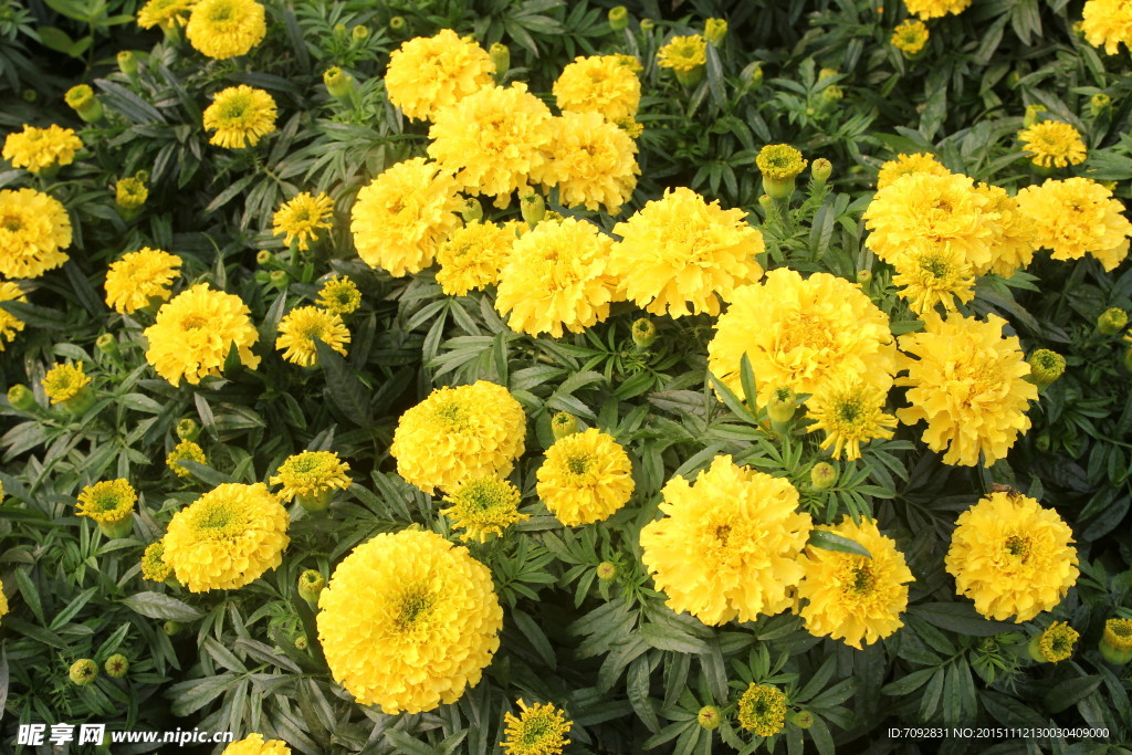 菊花