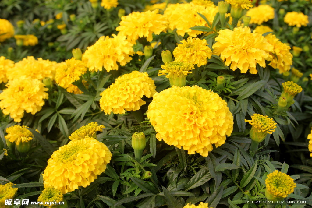 菊花