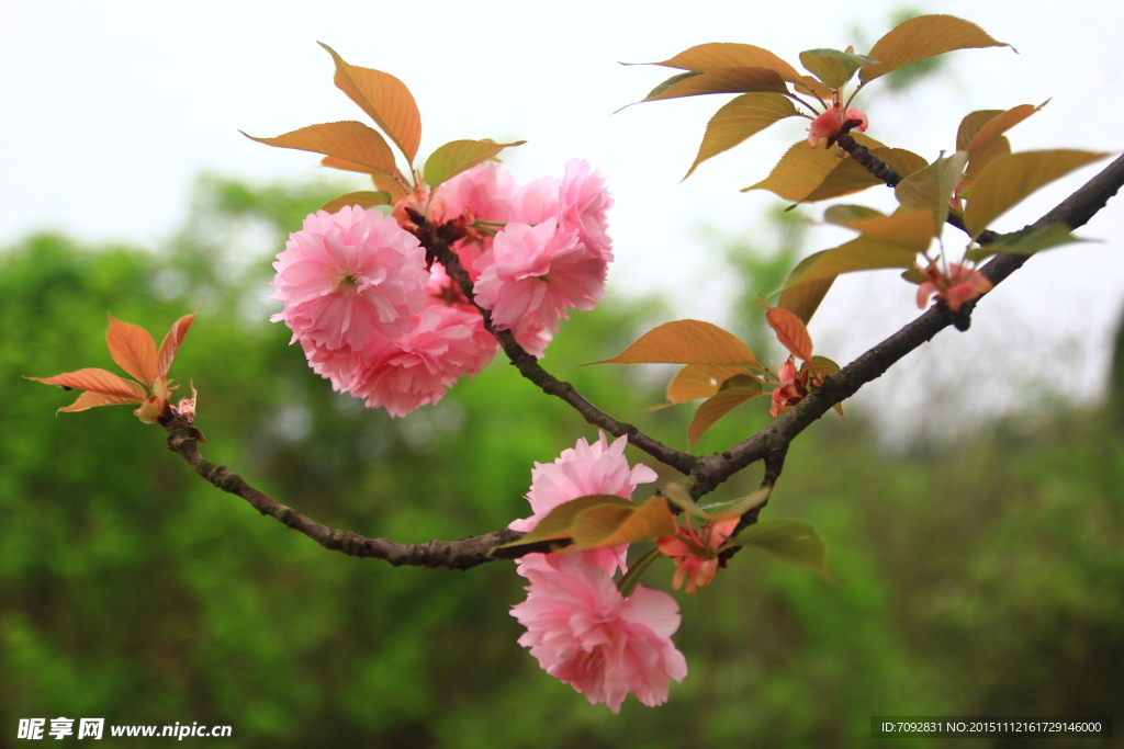 樱花