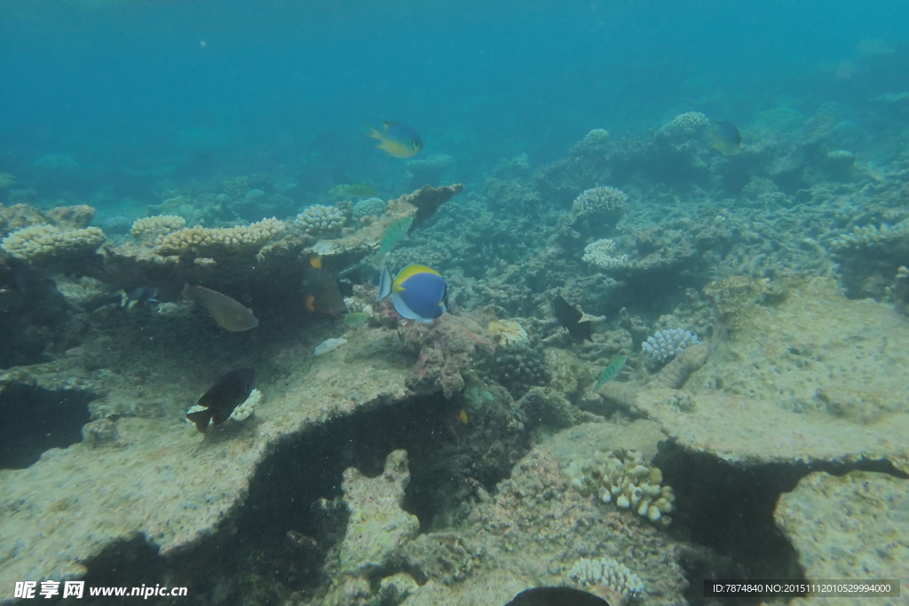 马尔代夫海底世界