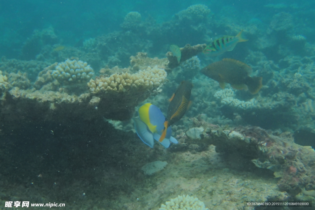 马尔代夫海底世界