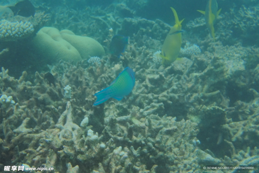 马尔代夫海底世界