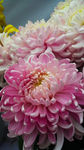粉色菊花
