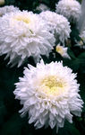 白色菊花