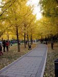 地坛公园银杏大道