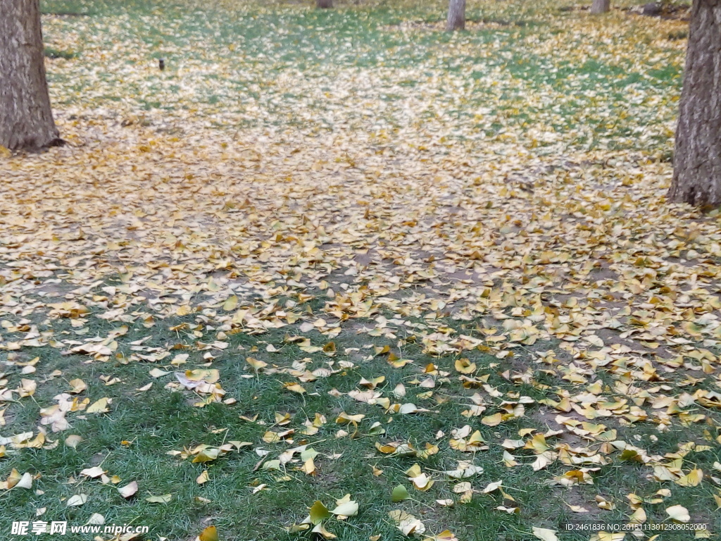 落叶