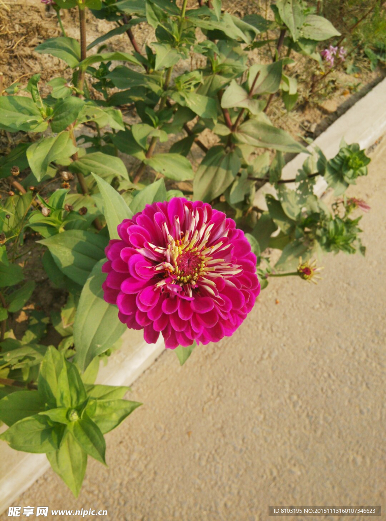 野花
